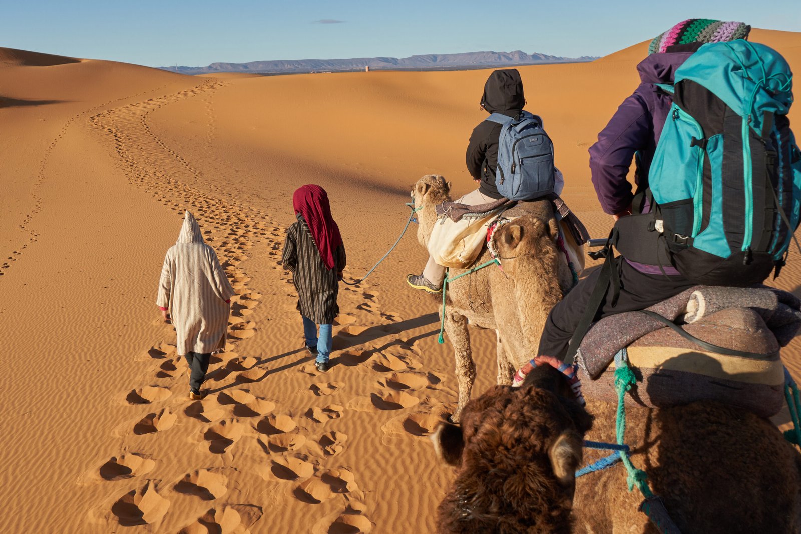 Back view of camels and people going between sand lands in desert in Marrakesh, Morocco