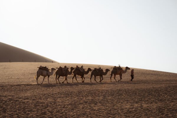 Desert Agafay Sunset Tour with Camel Ride & Dinner Show